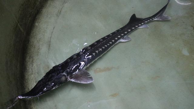 Kilosu 1000 avroluk havyar Türkiye’de sadece o şehirde üretilecek: Dünyaya satılacak!