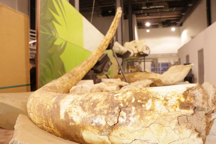 '3 farklı noktada keşfettik' Çoban bulmuştu, kazı yaptılar! 'Kuyumcu titizliğiyle çalışıyoruz' G1