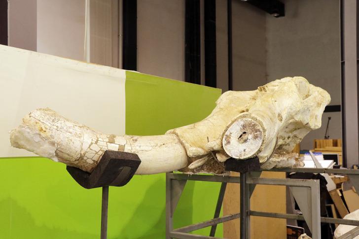 '3 farklı noktada keşfettik' Çoban bulmuştu, kazı yaptılar! 'Kuyumcu titizliğiyle çalışıyoruz' G3