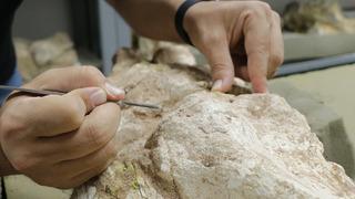 '3 farklı noktada keşfettik' Çoban bulmuştu, kazı yaptılar! 'Kuyumcu titizliğiyle çalışıyoruz'