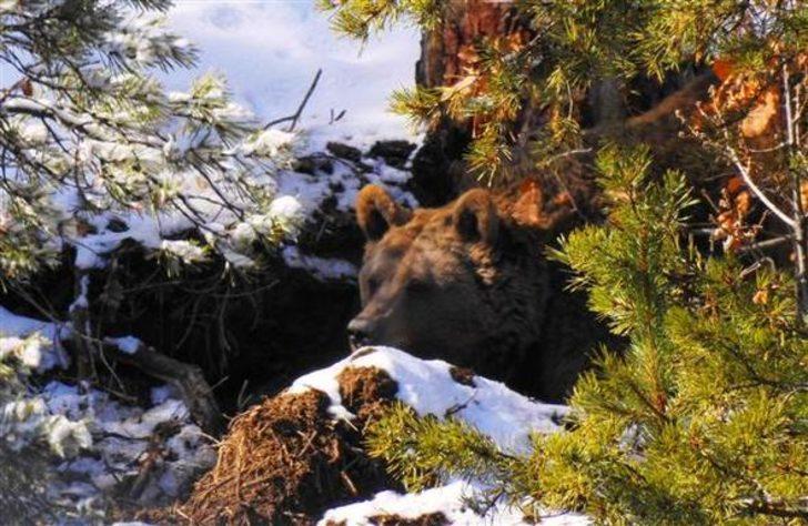 Anne ayının mücadelesi Giresun'da böyle görüntülendi G1