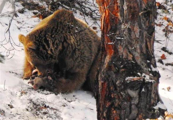Anne ayının mücadelesi Giresun'da böyle görüntülendi G2
