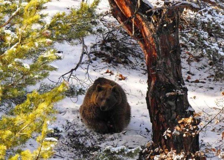 Anne ayının mücadelesi Giresun'da böyle görüntülendi G3