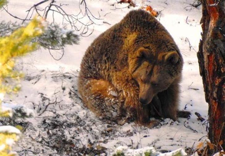 Anne ayının mücadelesi Giresun'da böyle görüntülendi G4