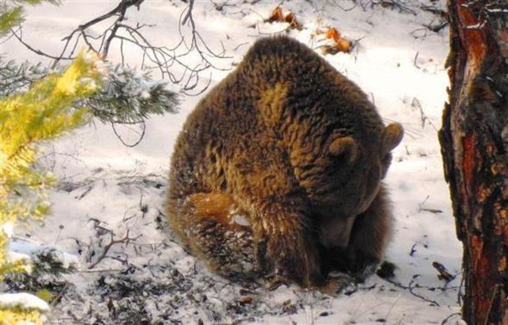 Anne ayının mücadelesi Giresun'da böyle görüntülendi G5