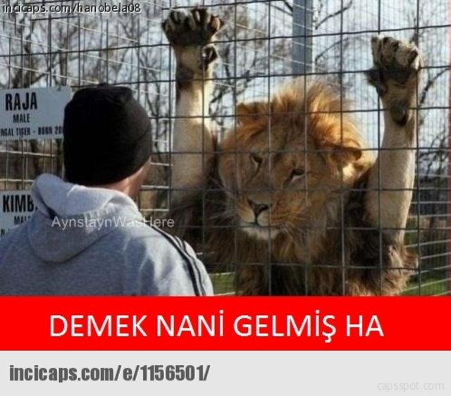 Nani geldi capsler patladı