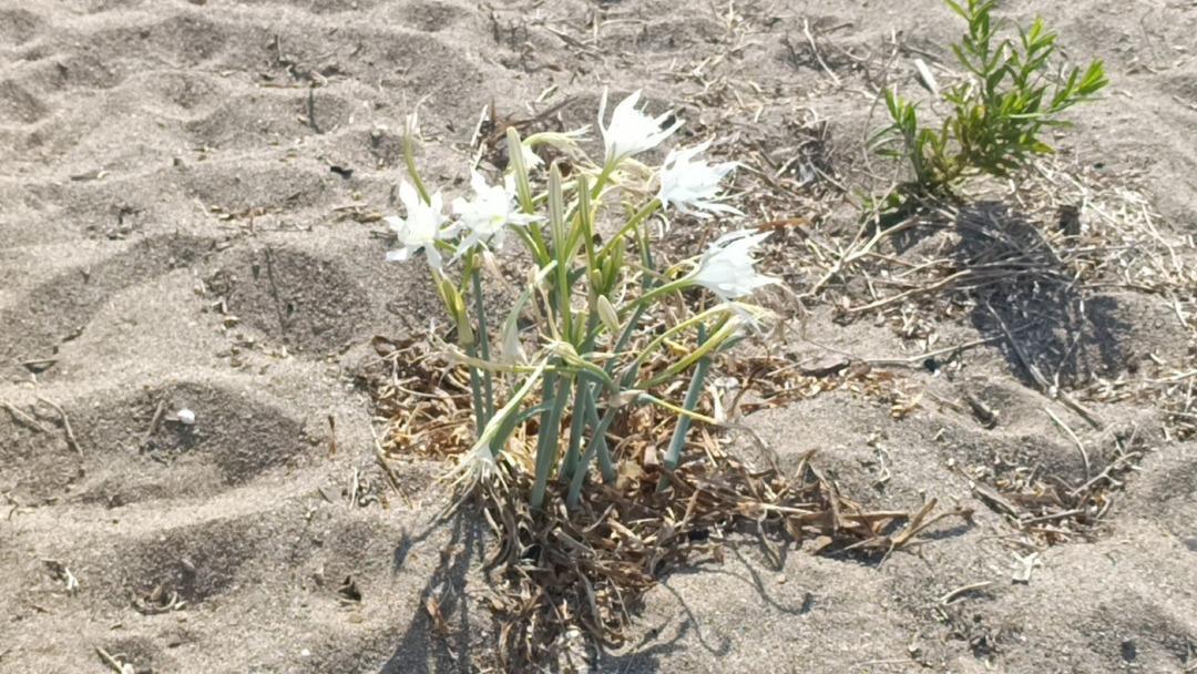 Nesli tükenme tehlikesinde! Bu çiçeği koparmanın cezası cep yakıyor 1