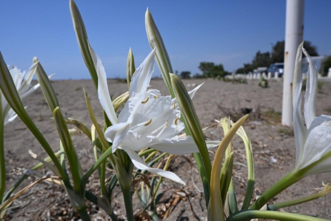 Nesli tükenme tehlikesinde! Bu çiçeği koparmanın cezası cep yakıyor 2