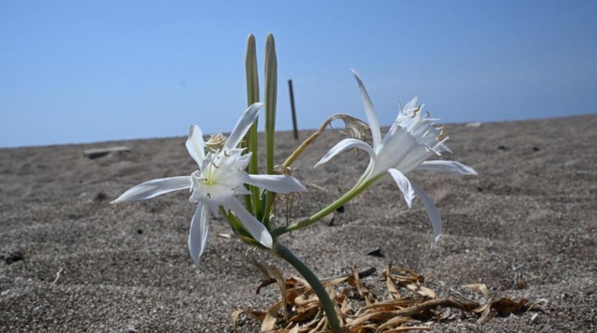 Nesli tükenme tehlikesinde! Bu çiçeği koparmanın cezası cep yakıyor