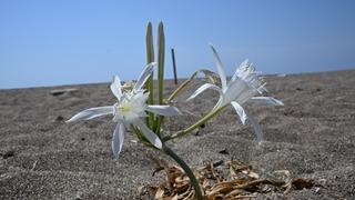 Nesli tükenme tehlikesinde! Bu çiçeği koparmanın cezası cep yakıyor