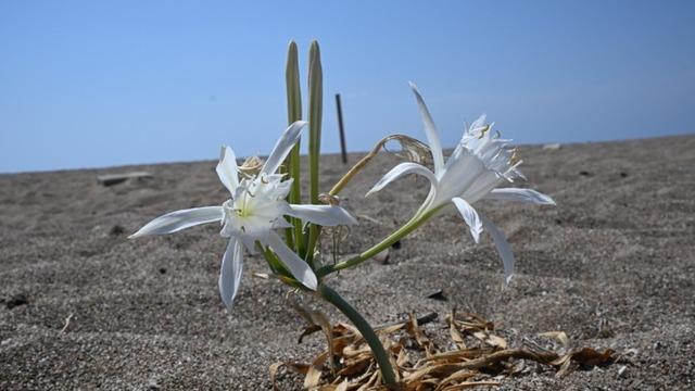 Nesli tükenme tehlikesinde! Bu çiçeği koparmanın cezası cep yakıyor