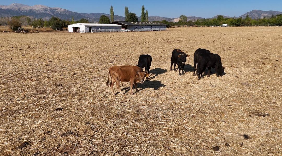 Türkiye’de bir ilk: 11 yılda 800 bağımlı genç kurtuldu! Osmanlı dan kalma yöntemle uyuşturucu ile mücadele: "18 yılın izlerini 24 günde temizliyoruz"   7