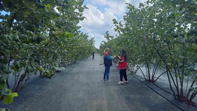 Kahverengi kokarca mücadelesinde yeni hamle