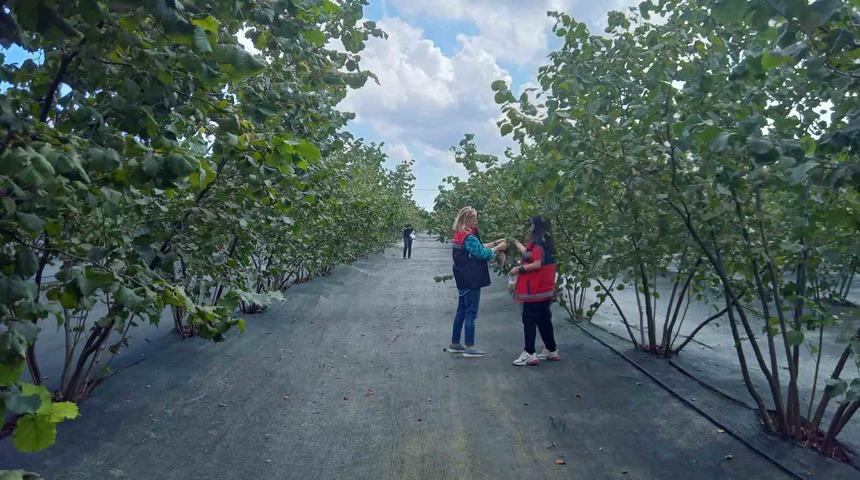 Kahverengi kokarca mücadelesinde yeni hamle