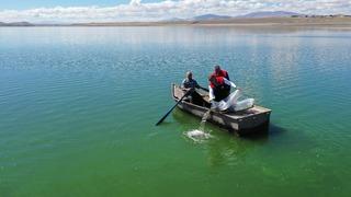 Kars'ta göl ve göletlere 500 bin sazan yavrusu bırakıldı