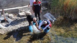 Sivas’taki göller yavru balıklarla buluştu