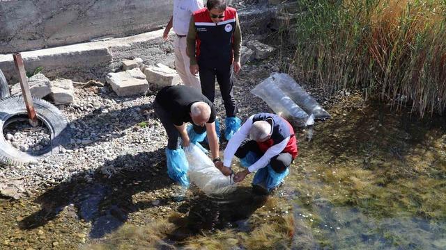 Sivas’taki göller yavru balıklarla buluştu