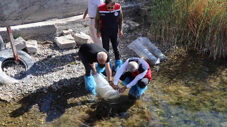 Sivas’taki göller yavru balıklarla buluştu