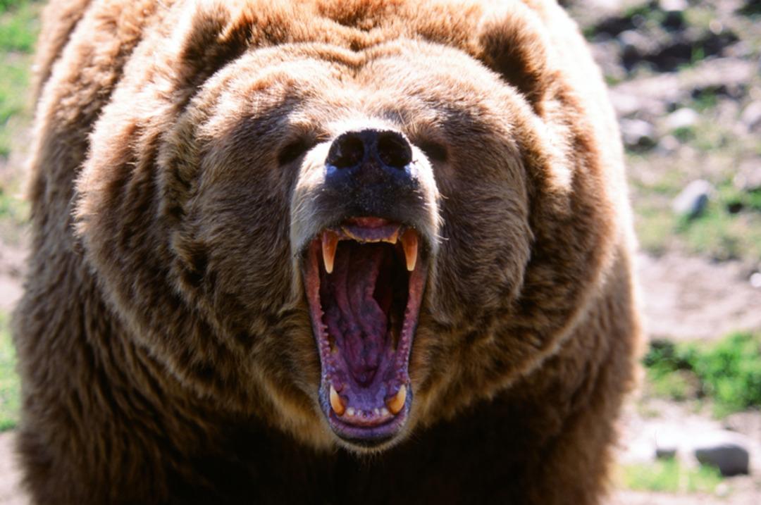 Üniversite yurdunda vahşet! Ayıyı mutfakta parçalara ayırdılar! Görüntülere tepki yağdı 2