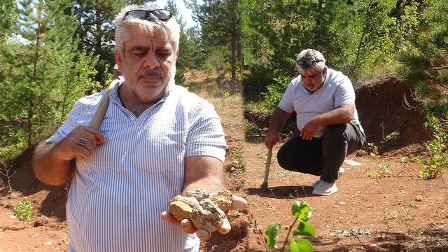 Gramı altınla yarışıyor: Önce izini sürüyor, sonra tek tek seçip toprak altından çıkarıyor!