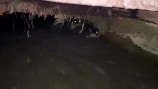 Su samurları sulama kanalında görüntülendi