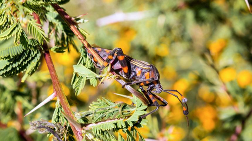 Sessiz katil: 'Öpücük böceği' alarmı verildi! Ölümcül parazit tehlikesi hızla yayılıyor!