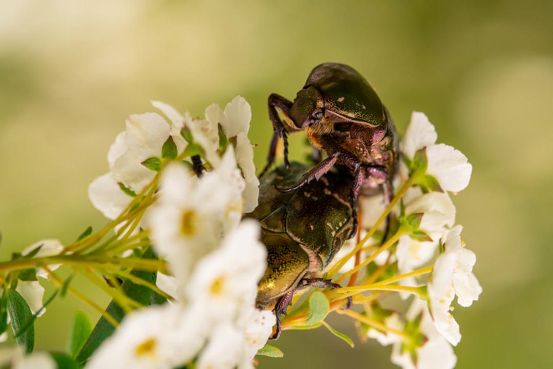 Sessiz katil:  Öpücük böceği  alarmı verildi! Ölümcül parazit tehlikesi hızla yayılıyor! 3