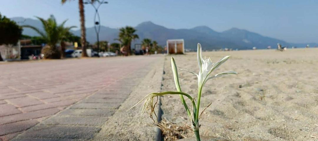 Yıllar sonra çiçek açtı! ‘Kum zambağı’ koruma altına alındı 1