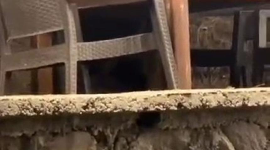 Ankara'da ilginç görüntü! Ayı masaya oturup servis bekledi...