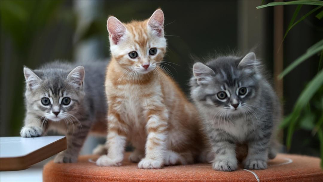 Almanya yı saran hastalık: Saatler içerisinde öldürüyor! Ayakkabıdan bile evlere taşınıyor 2