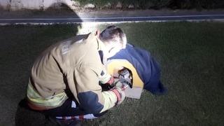 Balık misinasına dolanarak yaralanan kedinin imdadına itfaiye yetişti