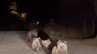 Bursa Uludağ Milli Parkı’nda ilginç karşılaşma