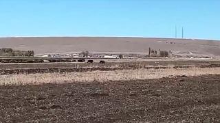 Kars’ta mısır tarlaları domuz sürüsünün istilasına uğradı