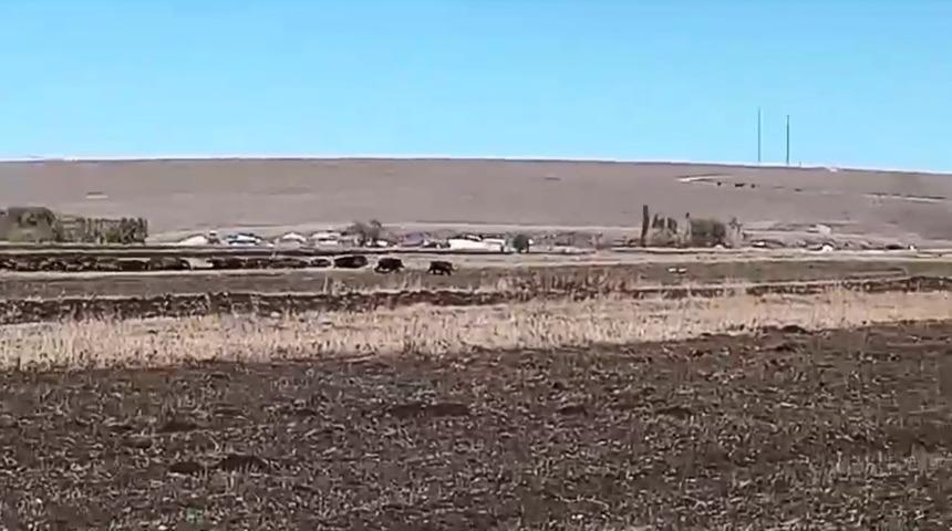 Kars’ta mısır tarlaları domuz sürüsünün istilasına uğradı