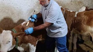 Aydıntepe’de sonbahar şap aşılama kampanyasında sona gelindi