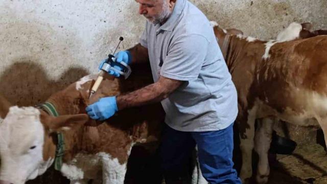 Aydıntepe’de sonbahar şap aşılama kampanyasında sona gelindi