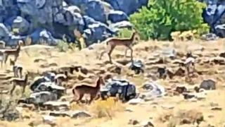 Malatya’da sürü halindeki yaban keçileri görüntülendi