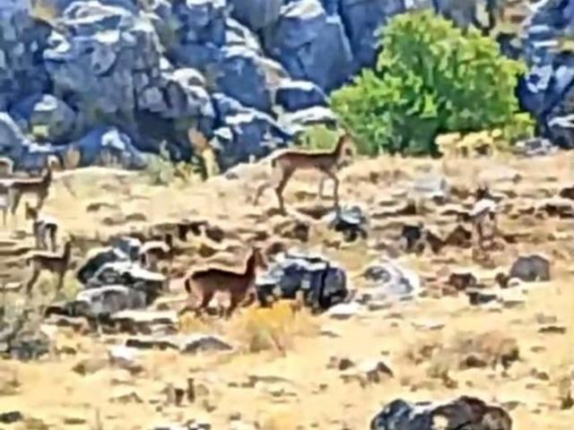 Malatya’da sürü halindeki yaban keçileri görüntülendi