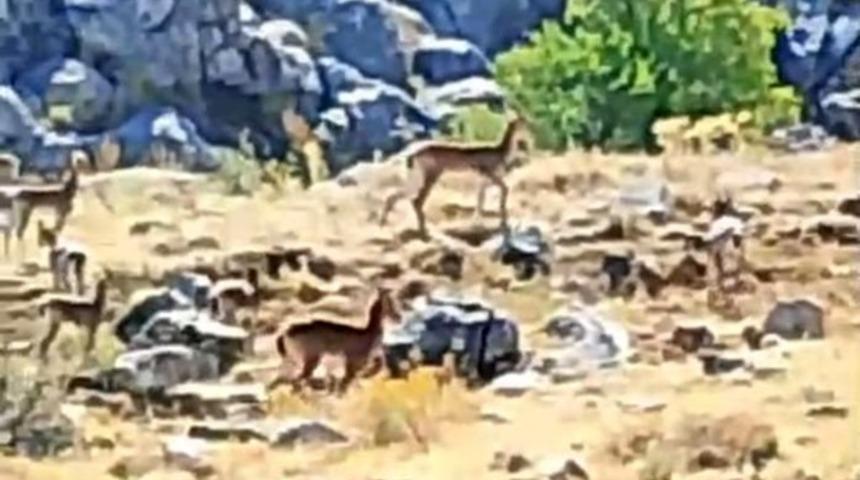 Malatya’da sürü halindeki yaban keçileri görüntülendi