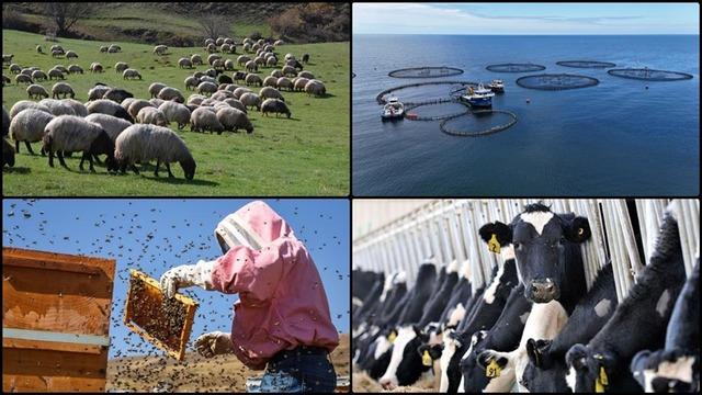 Hayvancılıkla ilgili destekleme miktarlarında artışa gidildi