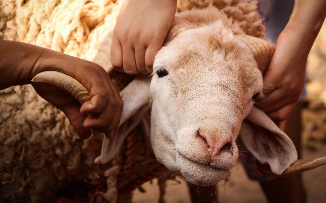 Hayvancılıkla ilgili destekleme miktarlarında yüzde 50’ye kadar artışa gidildi 1