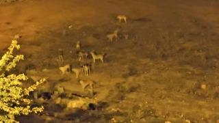 Mazıdağı’nda sokak köpekleri, vatandaşların korkulu rüyası oldu