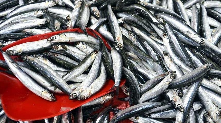 Türkiye'nin hamsi ihracatı 9.9 milyon dolar