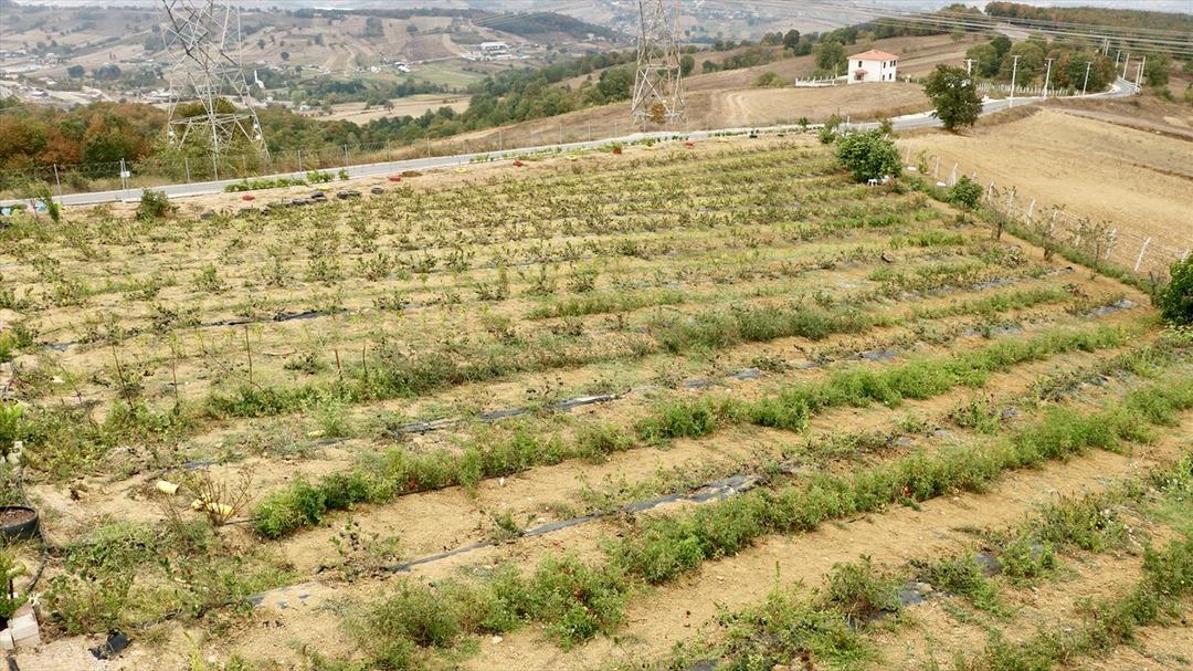 İyi gelince yapmaya karar verdi! Beklentinin üzerinde çıktı  Hepsini hasattan önce sattık  2