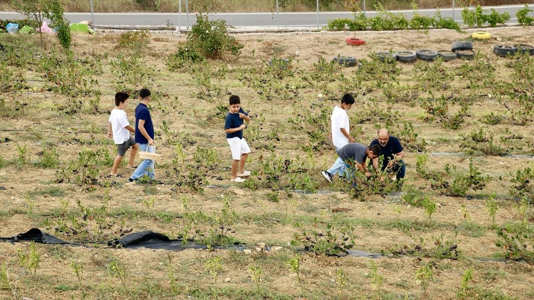 İyi gelince yapmaya karar verdi! Beklentinin üzerinde çıktı  Hepsini hasattan önce sattık  3