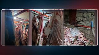 Tarım Bakanlığı duyurdu! Ahırda bulundu, vatandaşlara yedirilecekti: Mide bulandıran görüntü