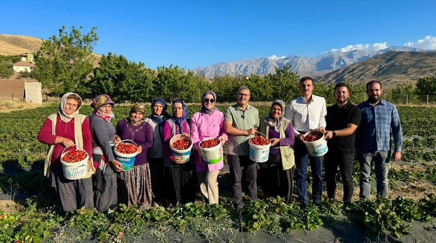 Niğde’de çilek hasadı bereketi
