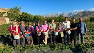 Niğde’de çilek hasadı bereketi