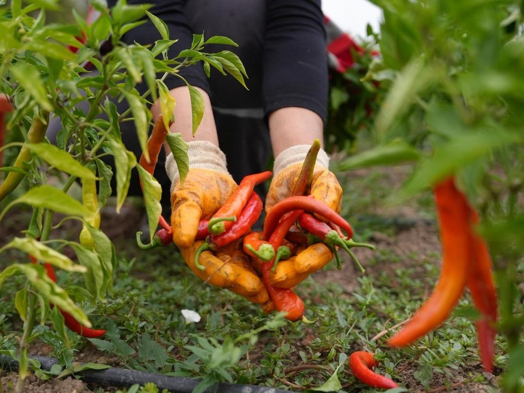 İlk hasat gerçekleşti: Ata tohumu yetiştiriciliği meyvelerini verdi! Tarımsal miras korunacak... 1