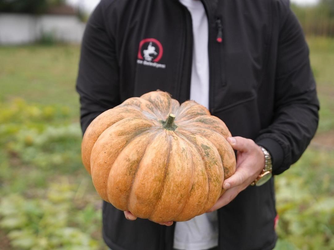 İlk hasat gerçekleşti: Ata tohumu yetiştiriciliği meyvelerini verdi! Tarımsal miras korunacak... 2